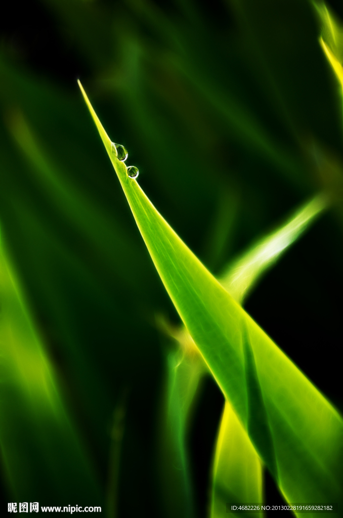 露珠与青草