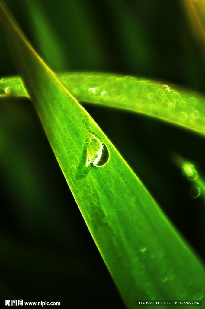 露珠青草