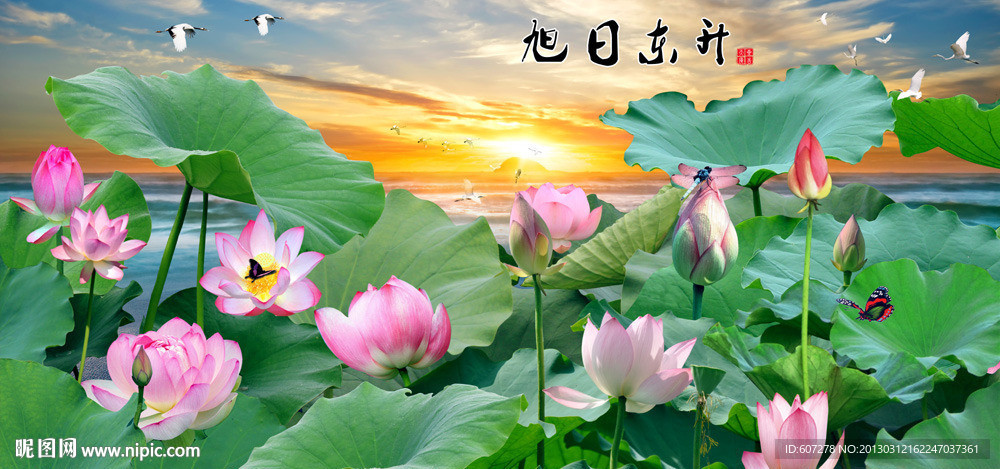 荷花