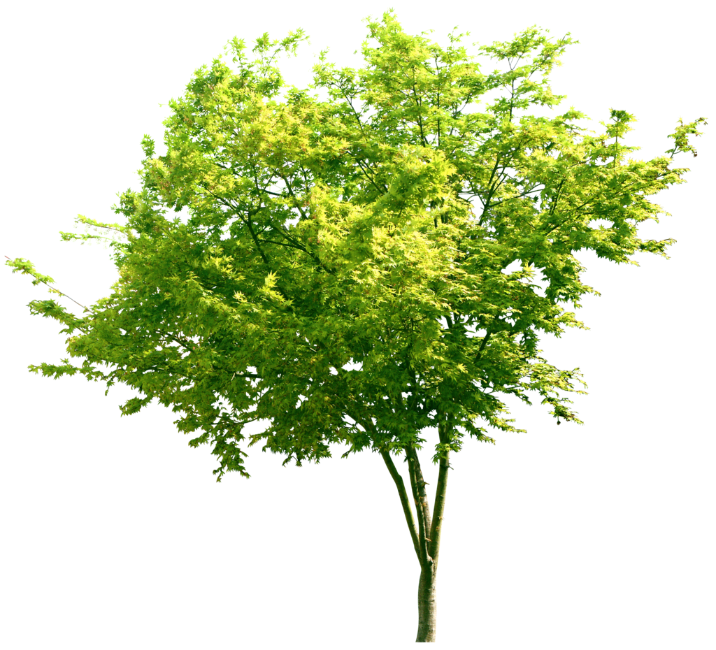 一颗插画树叶茂盛的树木png图片-XD素材中文网