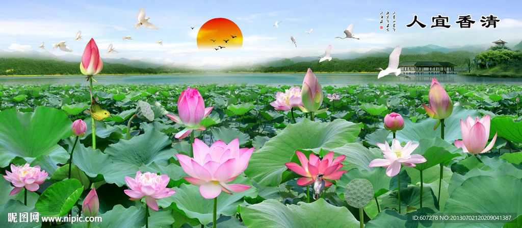 荷花