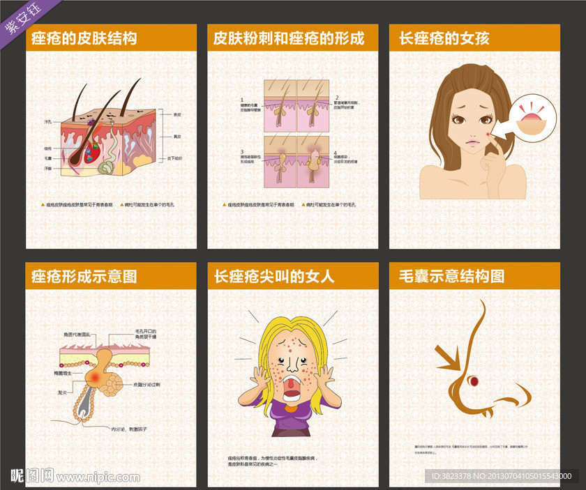 皮肤结构