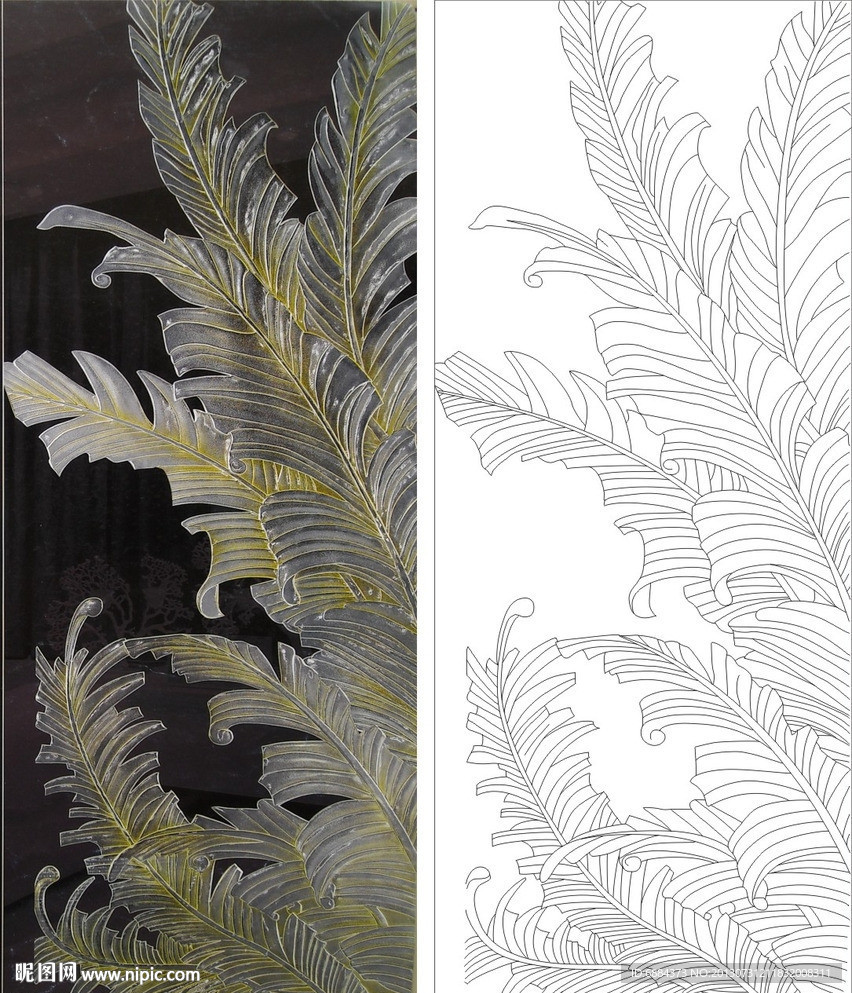 芭蕉叶 铁树 叶子