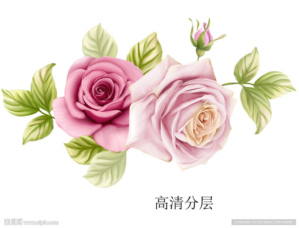 手绘玫瑰花 PSD分层
