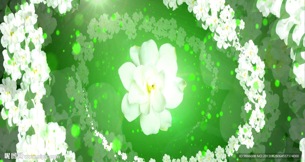 清新茉莉花视频素材