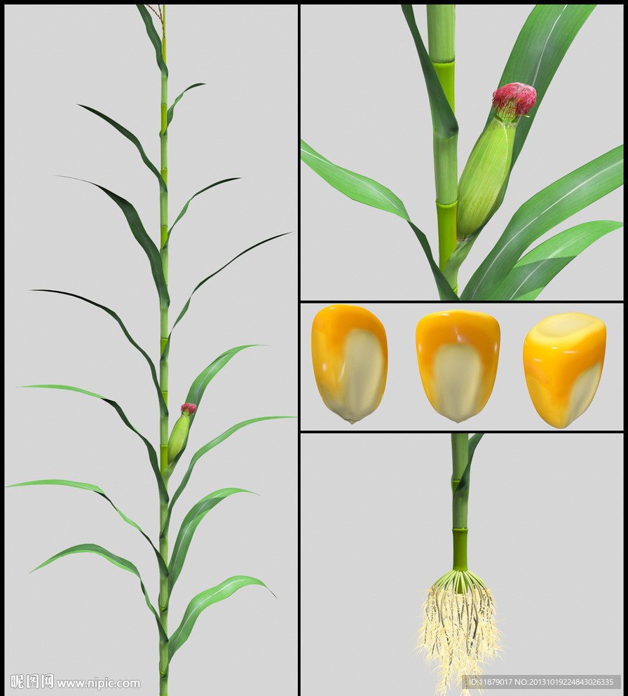 玉米 植株 玉米粒