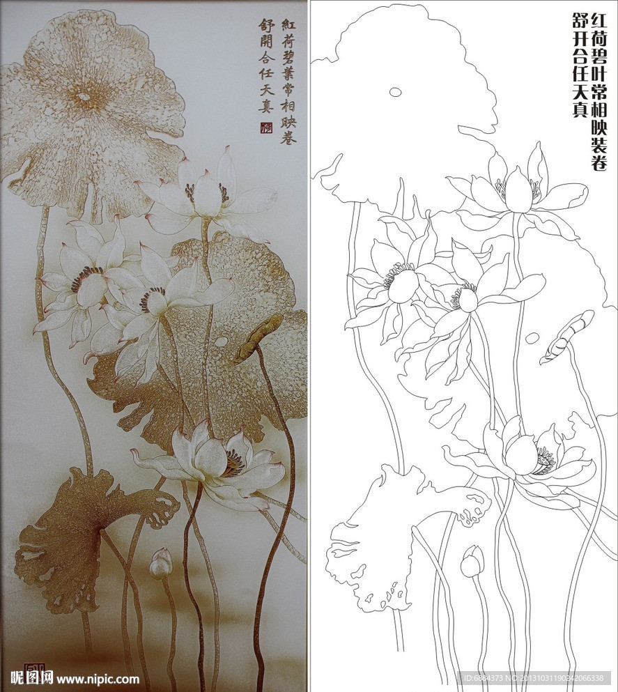 荷花 荷叶 莲花