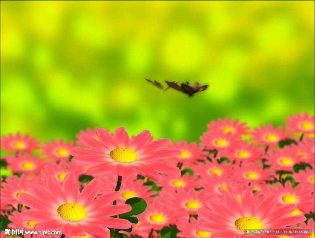 婚礼视频素材下载