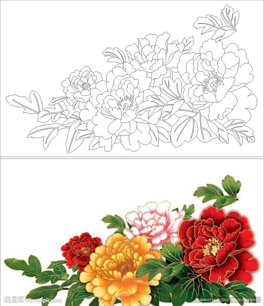 牡丹花