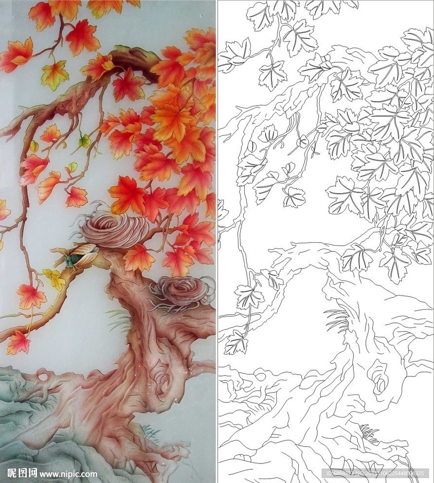 枫叶 枫树 树