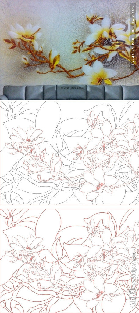 玉兰花 兰花 玉兰