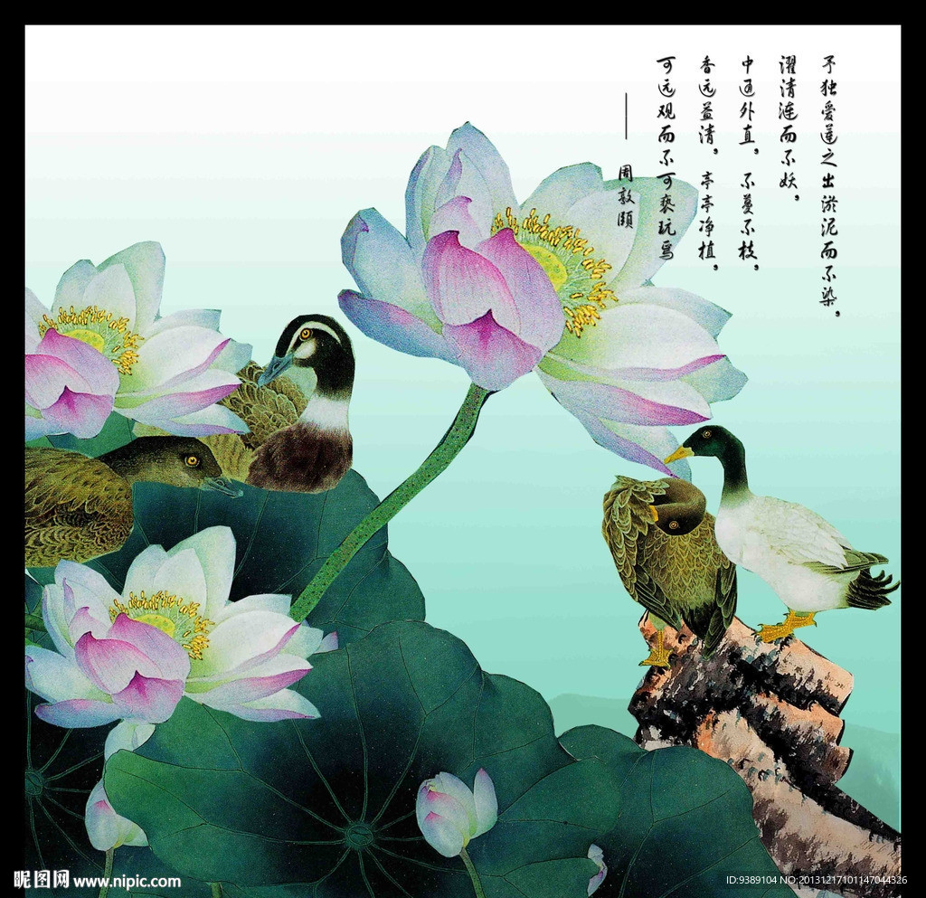 荷花