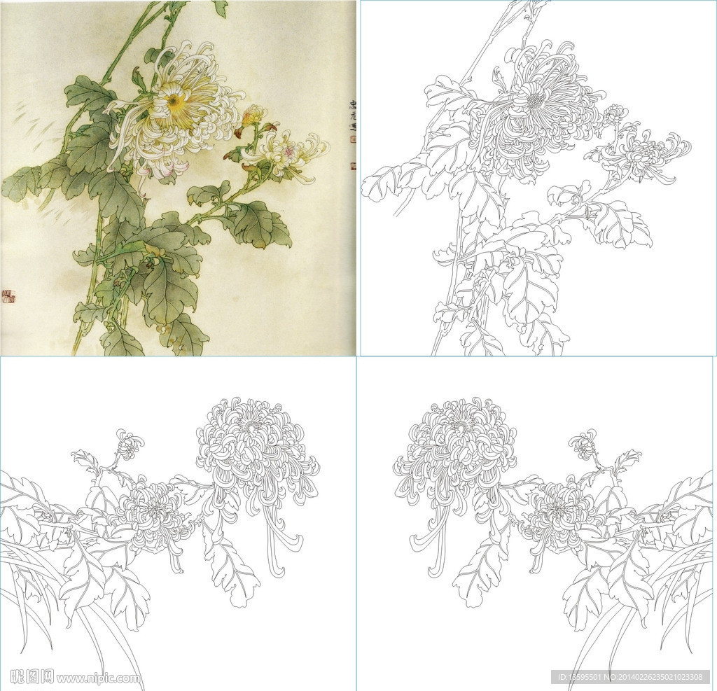 菊花
