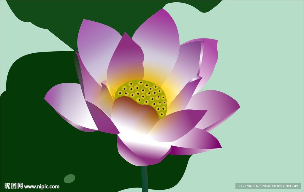 荷花