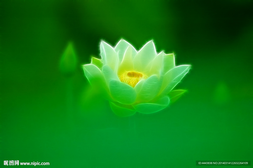 光效荷花