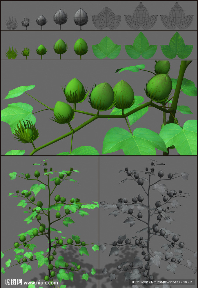 棉花 成铃期 精模