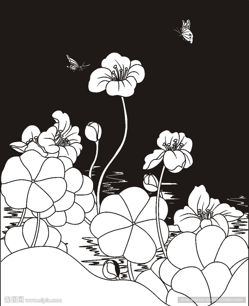 荷花 莲花