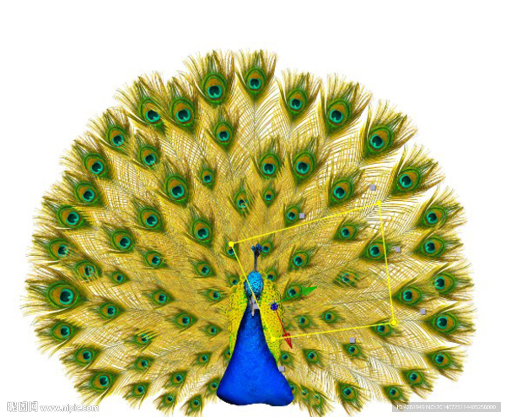 可编辑孔雀开屏动画（不同翅膀）