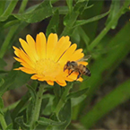 高清视频草原野花草蜜蜂采蜜