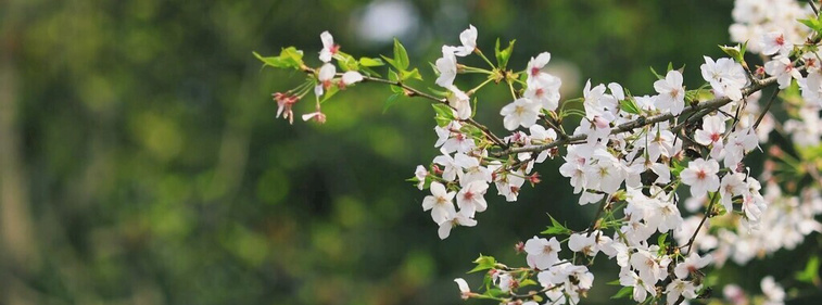 枝頭綻放的潔白花朵