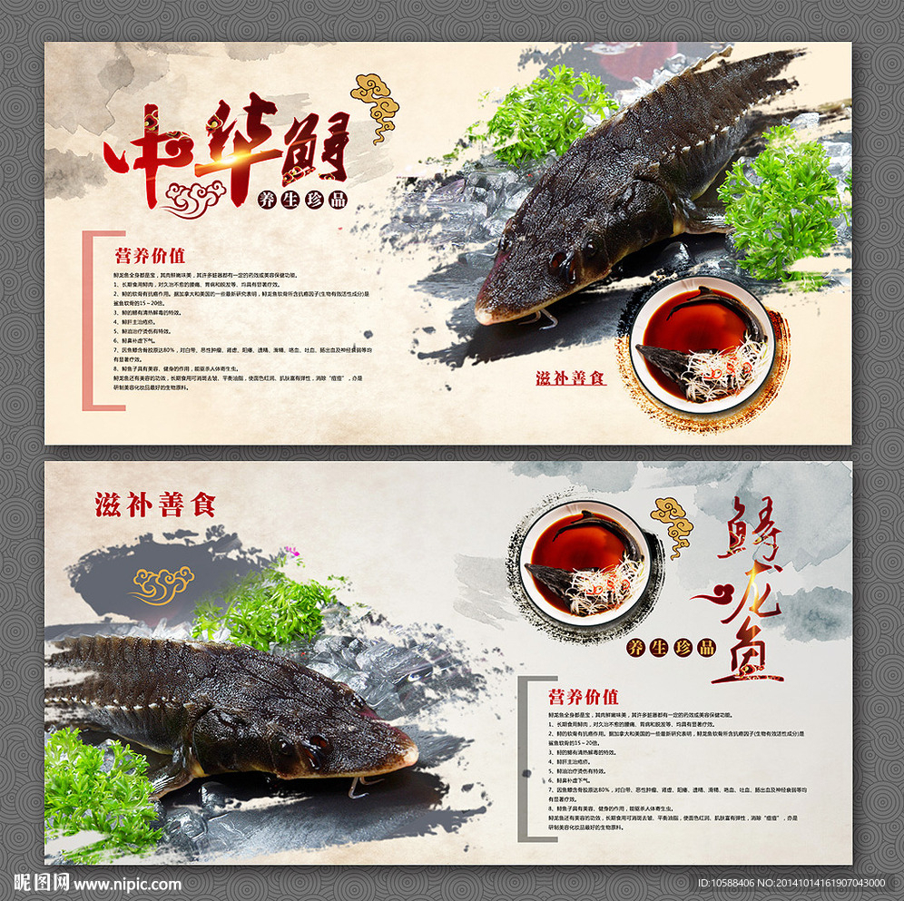 中华鲟  鲟龙鱼