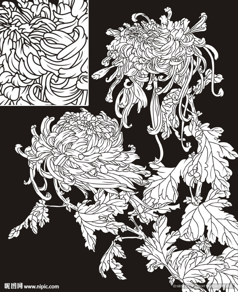 菊花 秋菊 野菊 芍药 