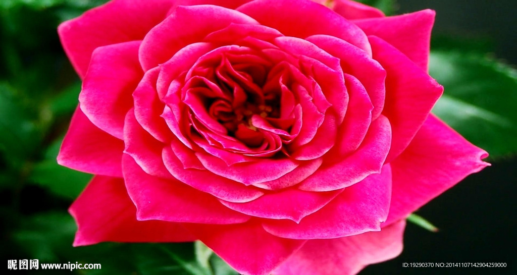 高清花开视频