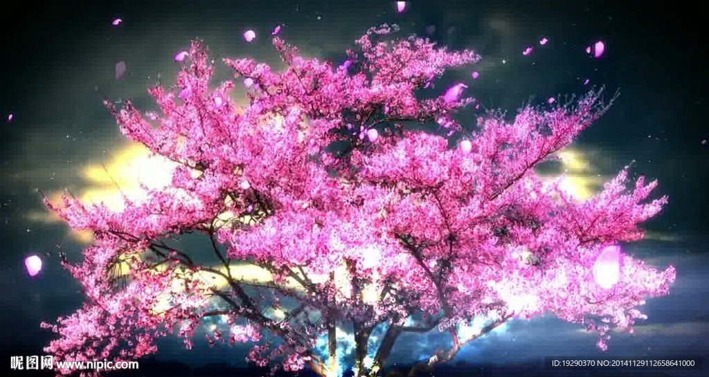 流光飞舞樱花树