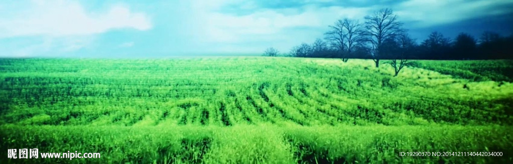 希望的田野
