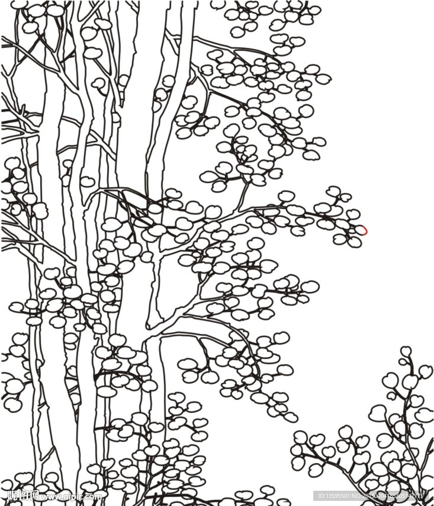 山楂树
