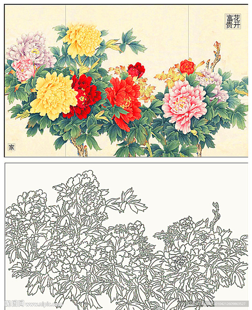 牡丹花