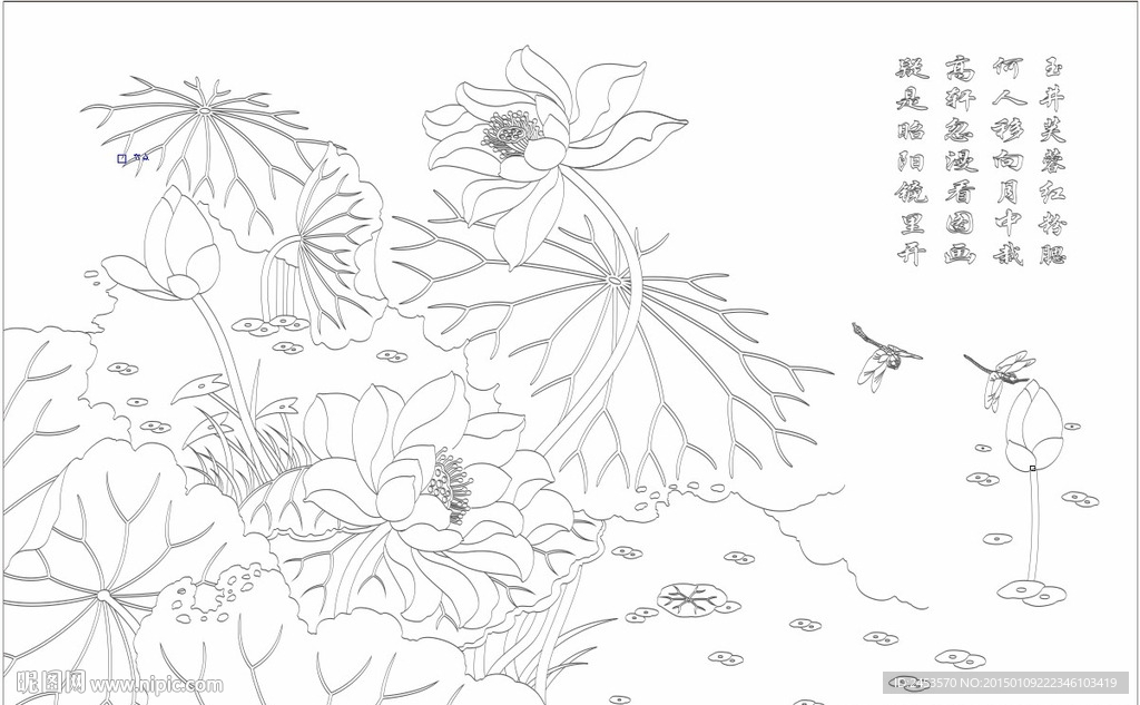 荷花 蜻蜓