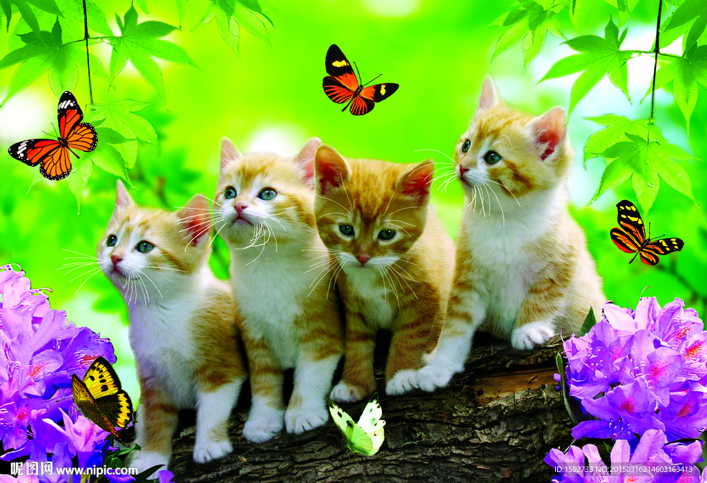 小猫蝴蝶立体画序列图耄耋立体画