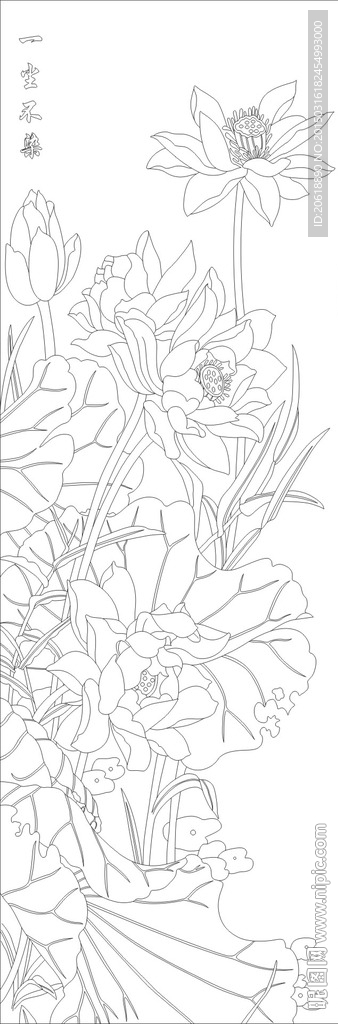 荷花