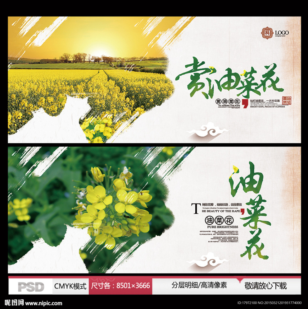 赏油菜花 油菜花