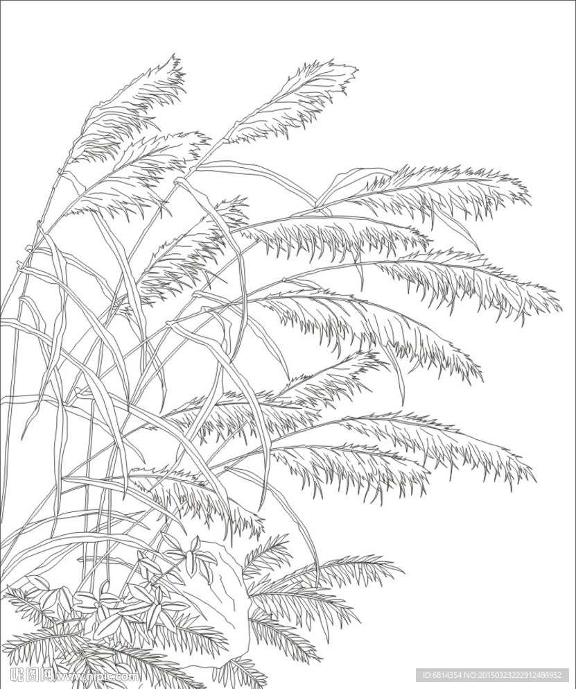 芦苇 芦花 花草 金铂