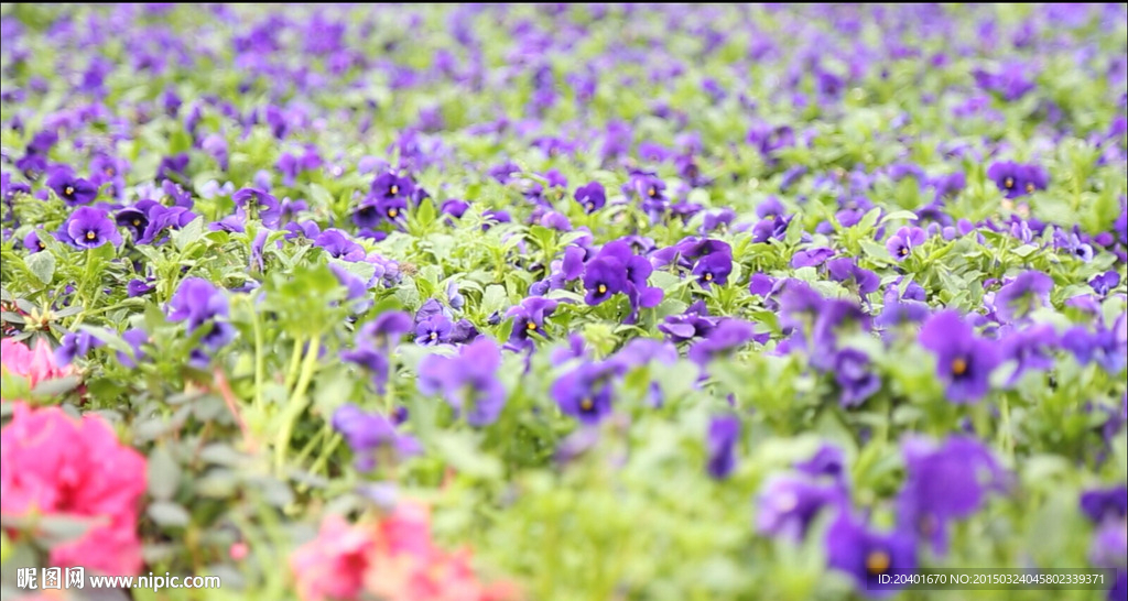 蜜蜂穿行于花丛间 高清