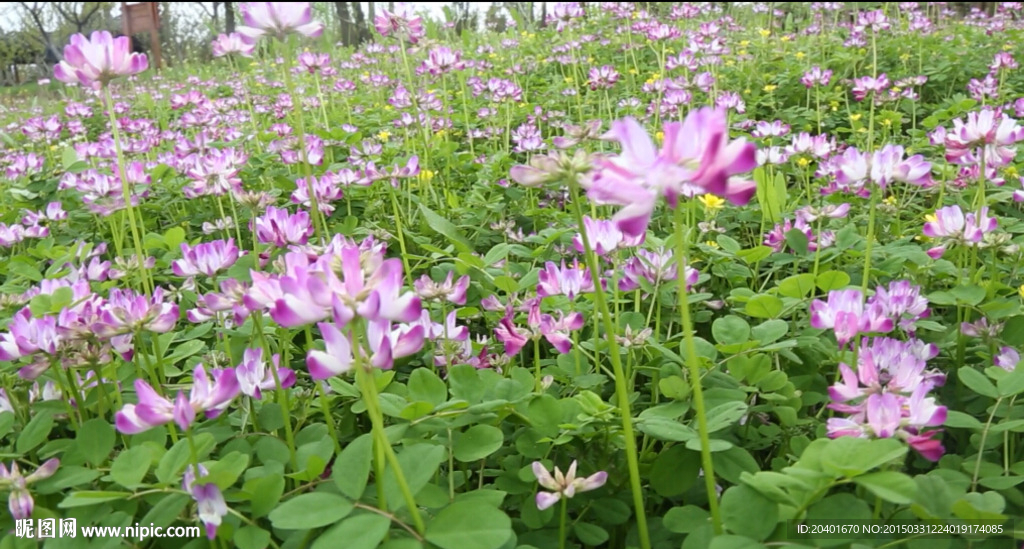 紫色小花 蜜蜂采蜜 高清5段集