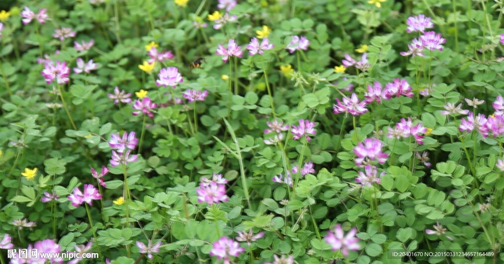 紫色小花 蜜蜂采蜜 高清4段集