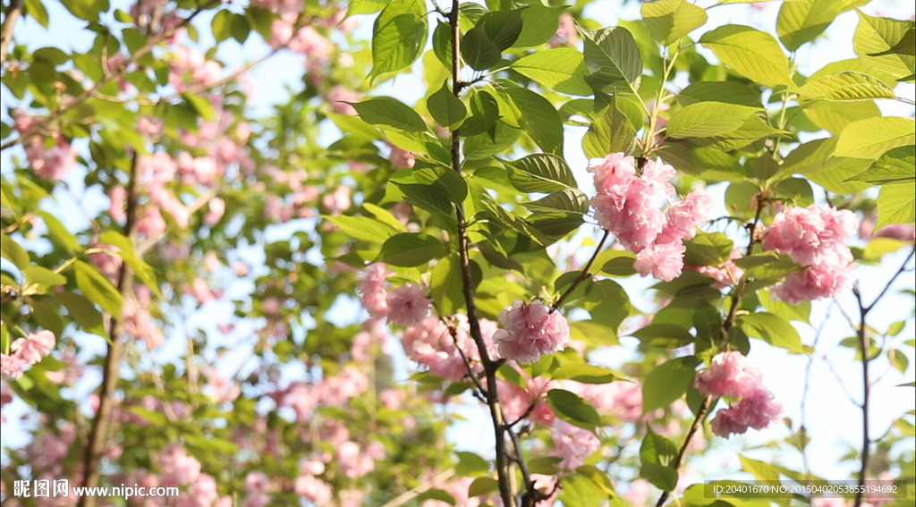 阳光穿过樱花