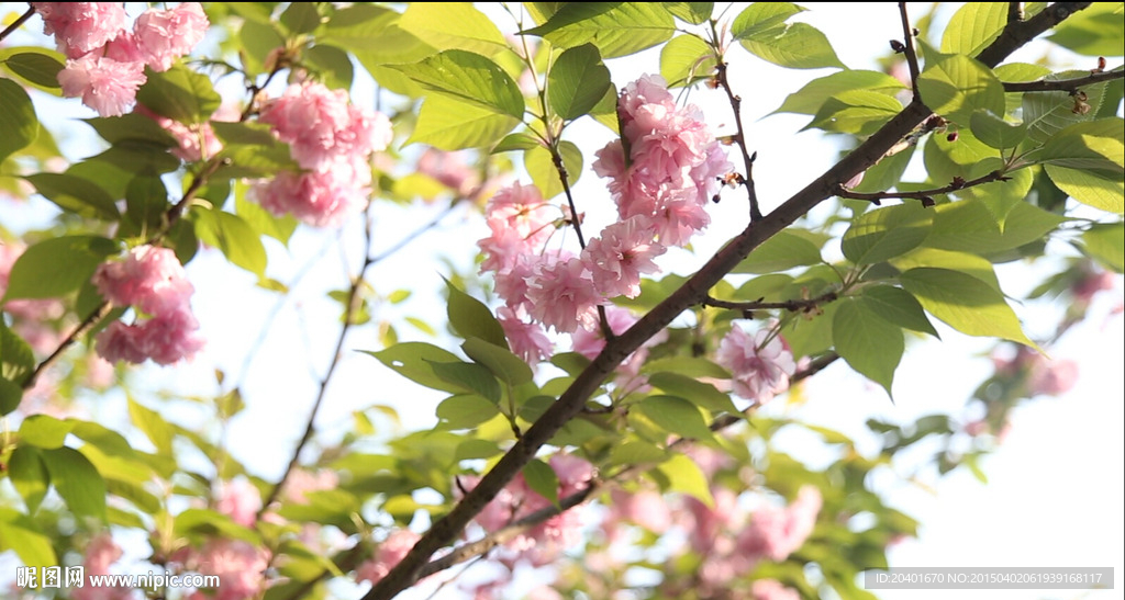 樱花迎阳 高清