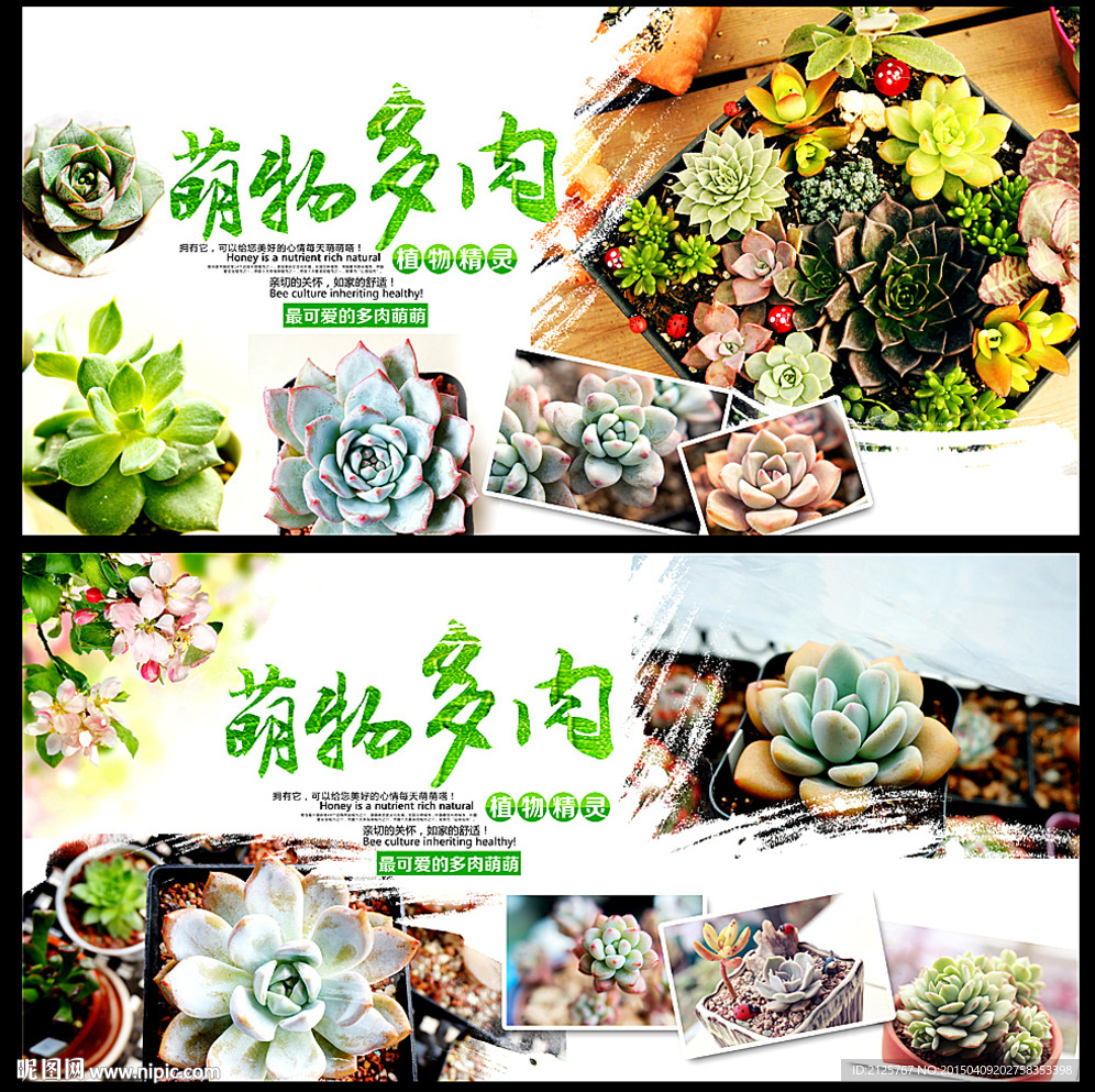 多肉植物