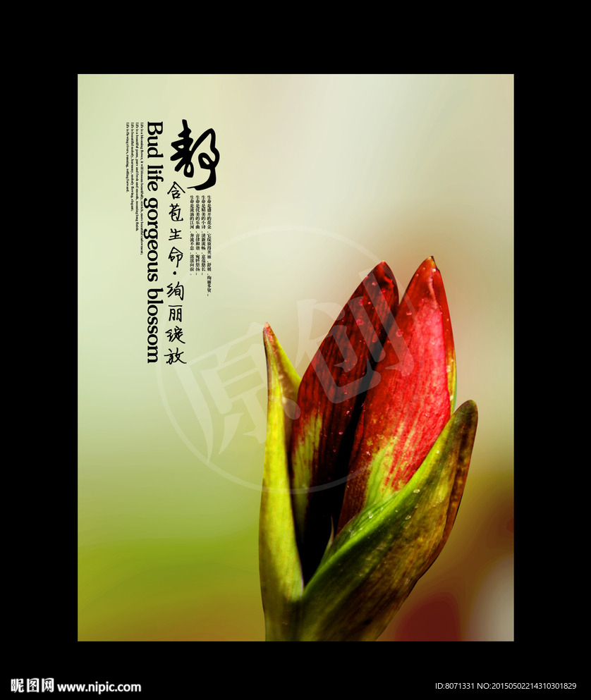 含苞生命 绚丽绽放