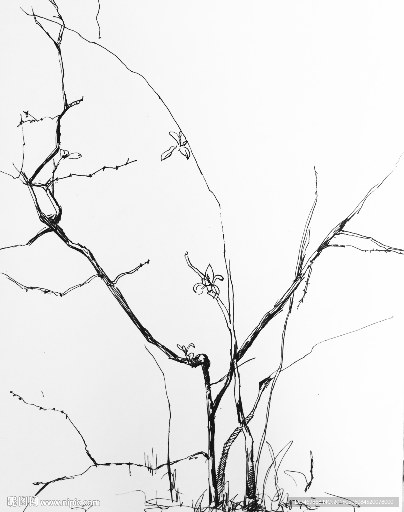 手绘速写风景树木