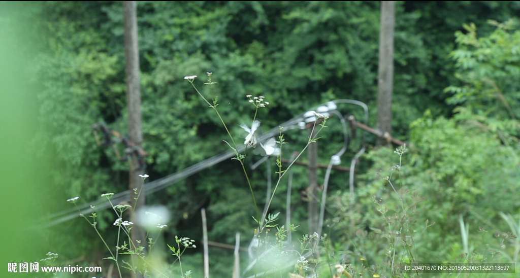 蝴蝶嬉戏 高清
