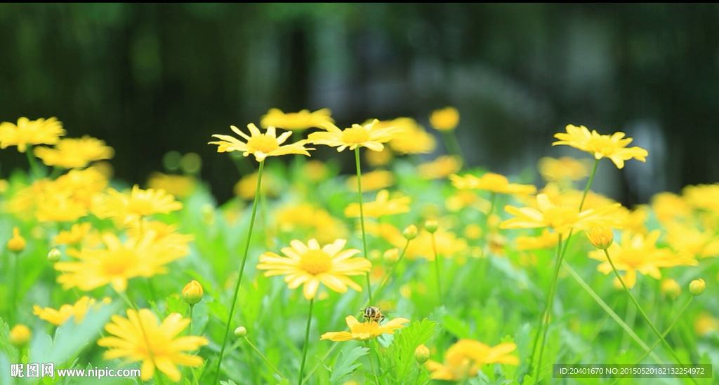 小菊花 高清