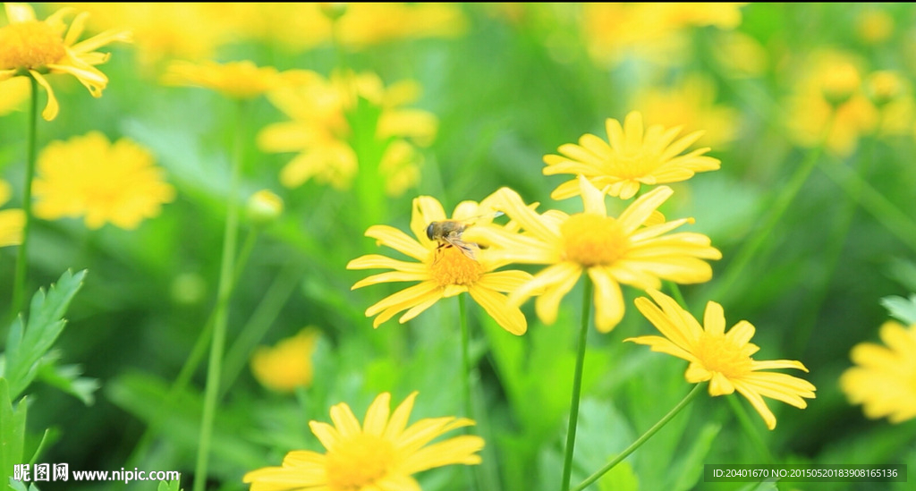 小菊花 高清