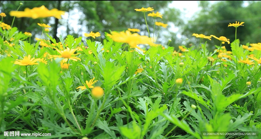 小菊花 高清