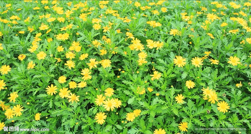 小菊花 高清