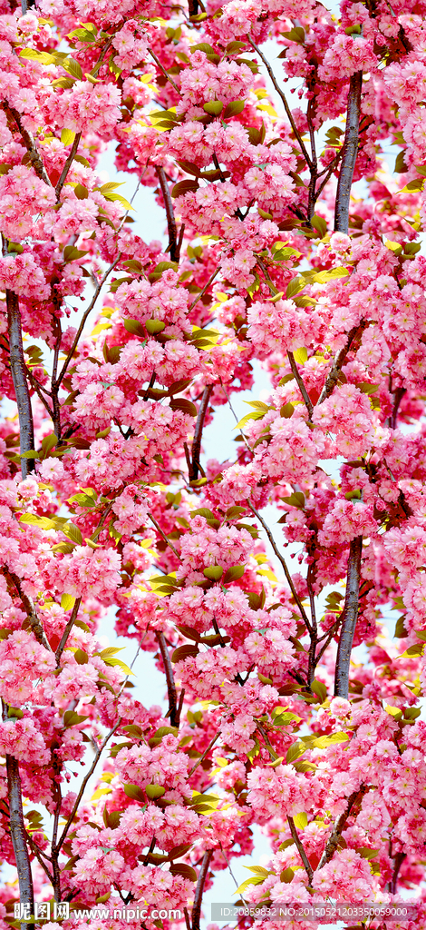 樱花
